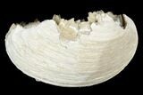 Fossil Clam with Fluorescent Calcite Crystals - Ruck's Pit, FL #177740-1